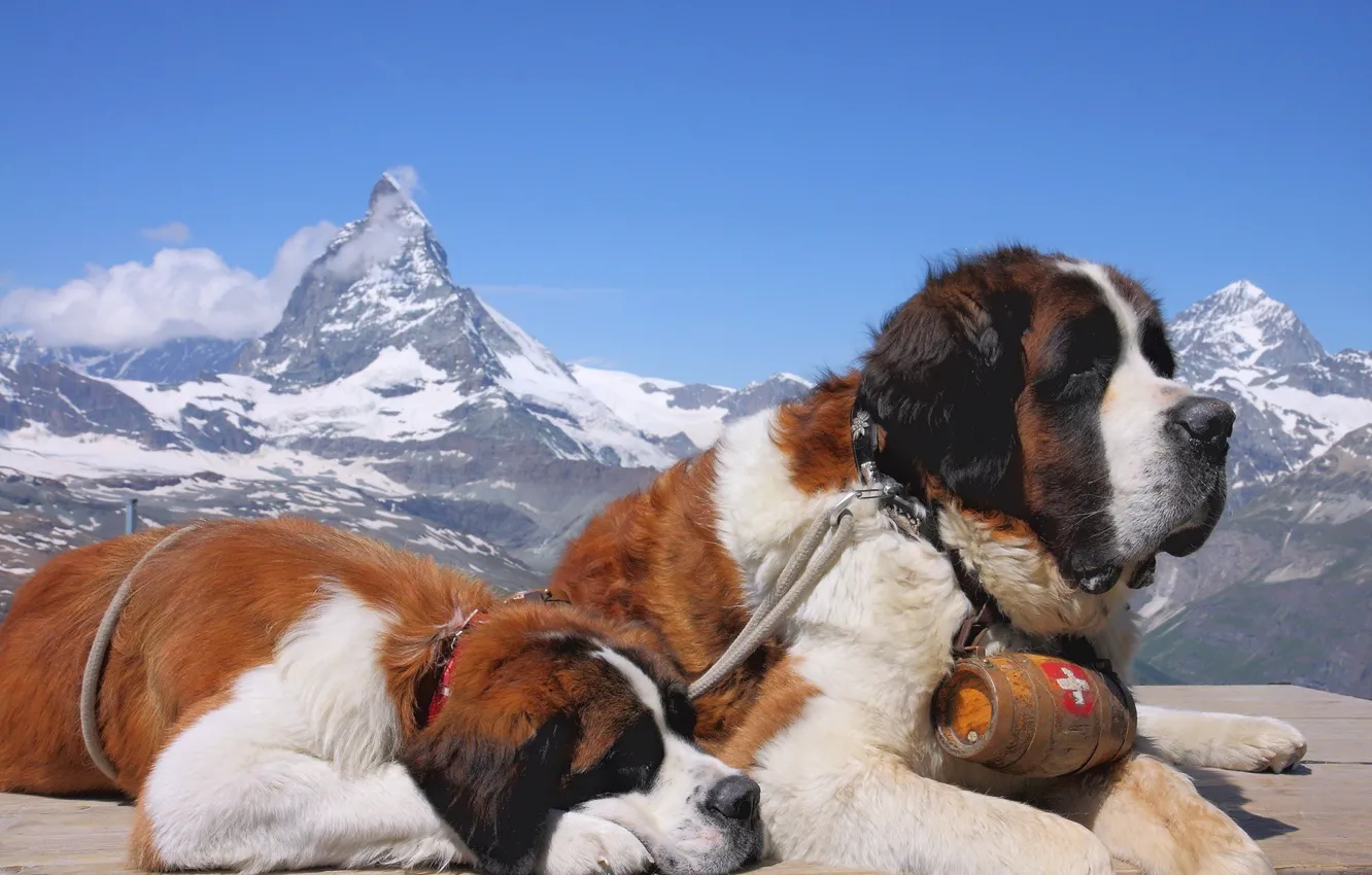 Photo wallpaper snow, mountains, tops, dog, St. Bernard, lies, lifeguard