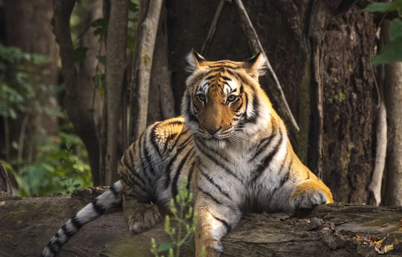Photo wallpaper tiger, animal, big cat