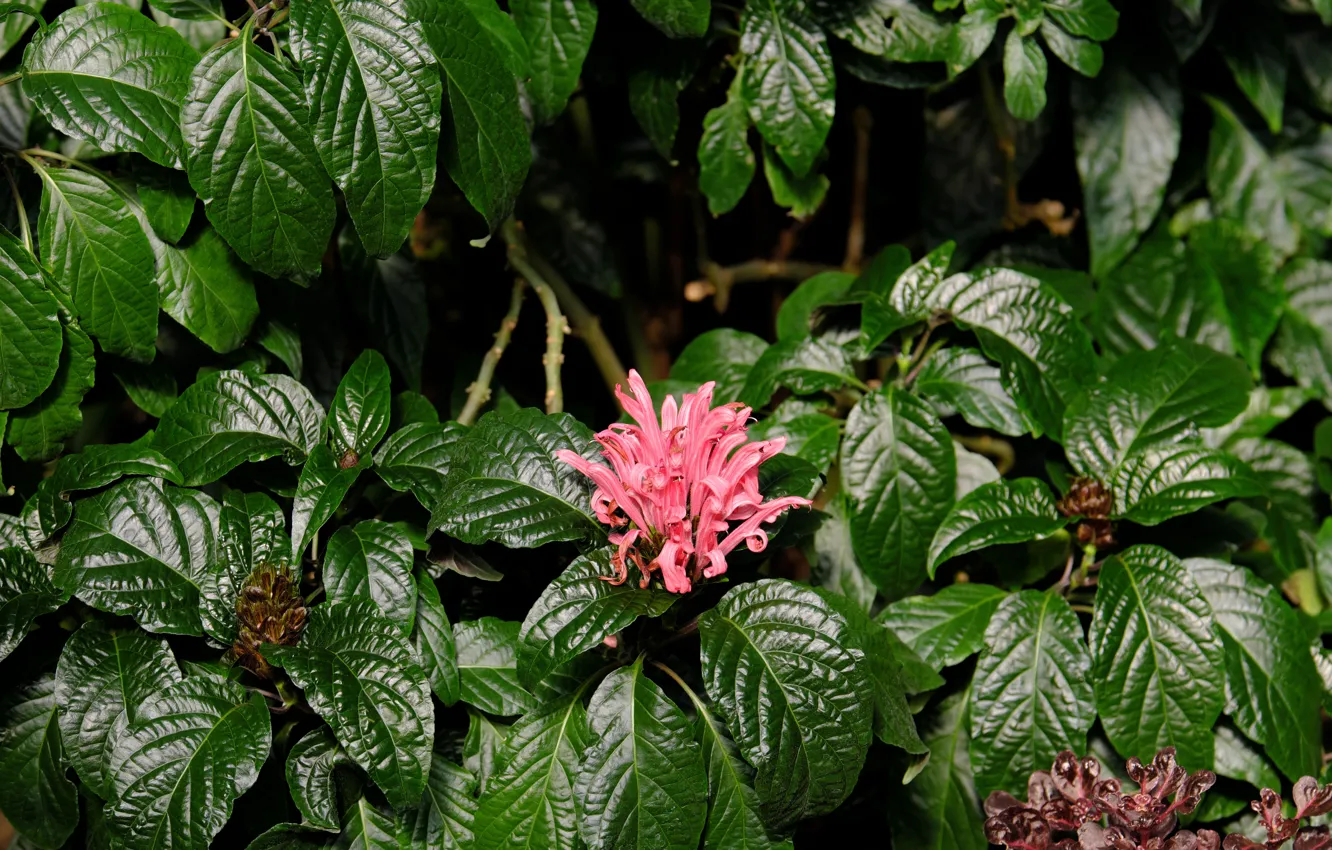 Photo wallpaper flowers, nature, beauty