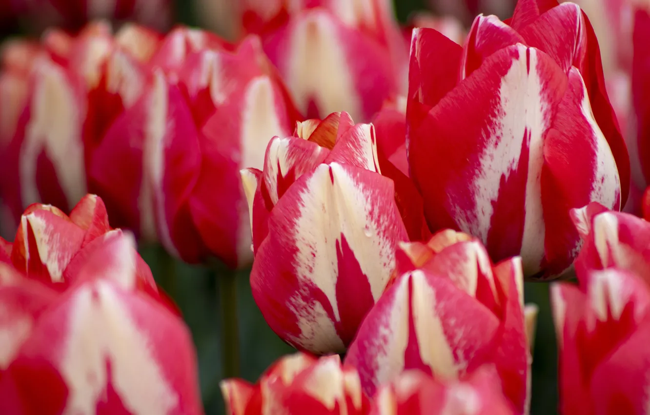 Photo wallpaper macro, flowers, spring, tulips, buds, striped, white-red, two-tone