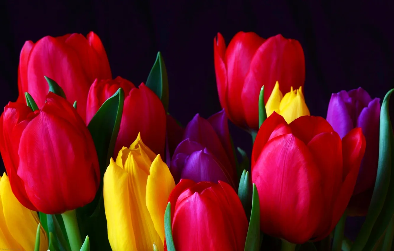 Photo wallpaper leaves, background, Wallpaper, petals, tulips, flowerbed