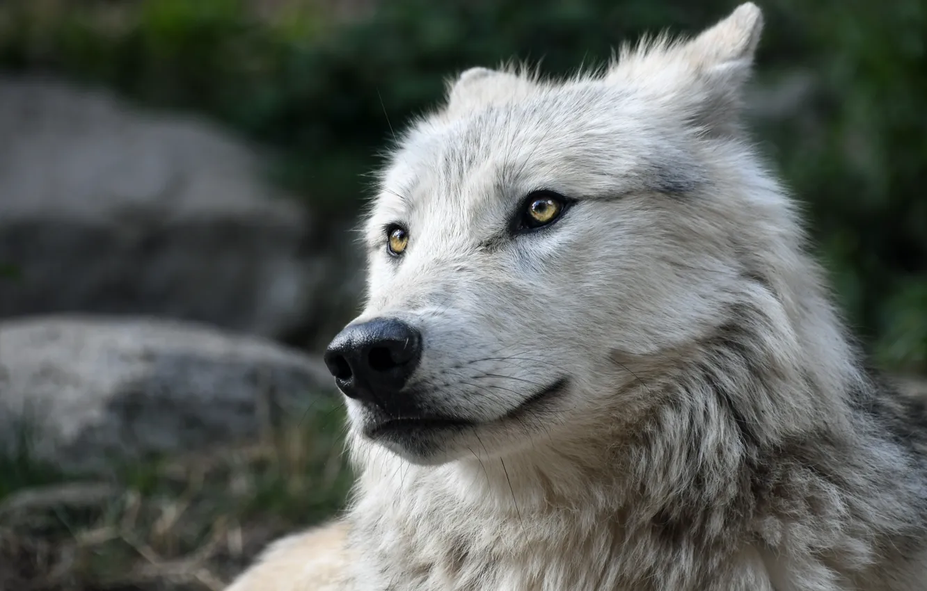 Photo wallpaper portrait, look, wolf, white, face, polar
