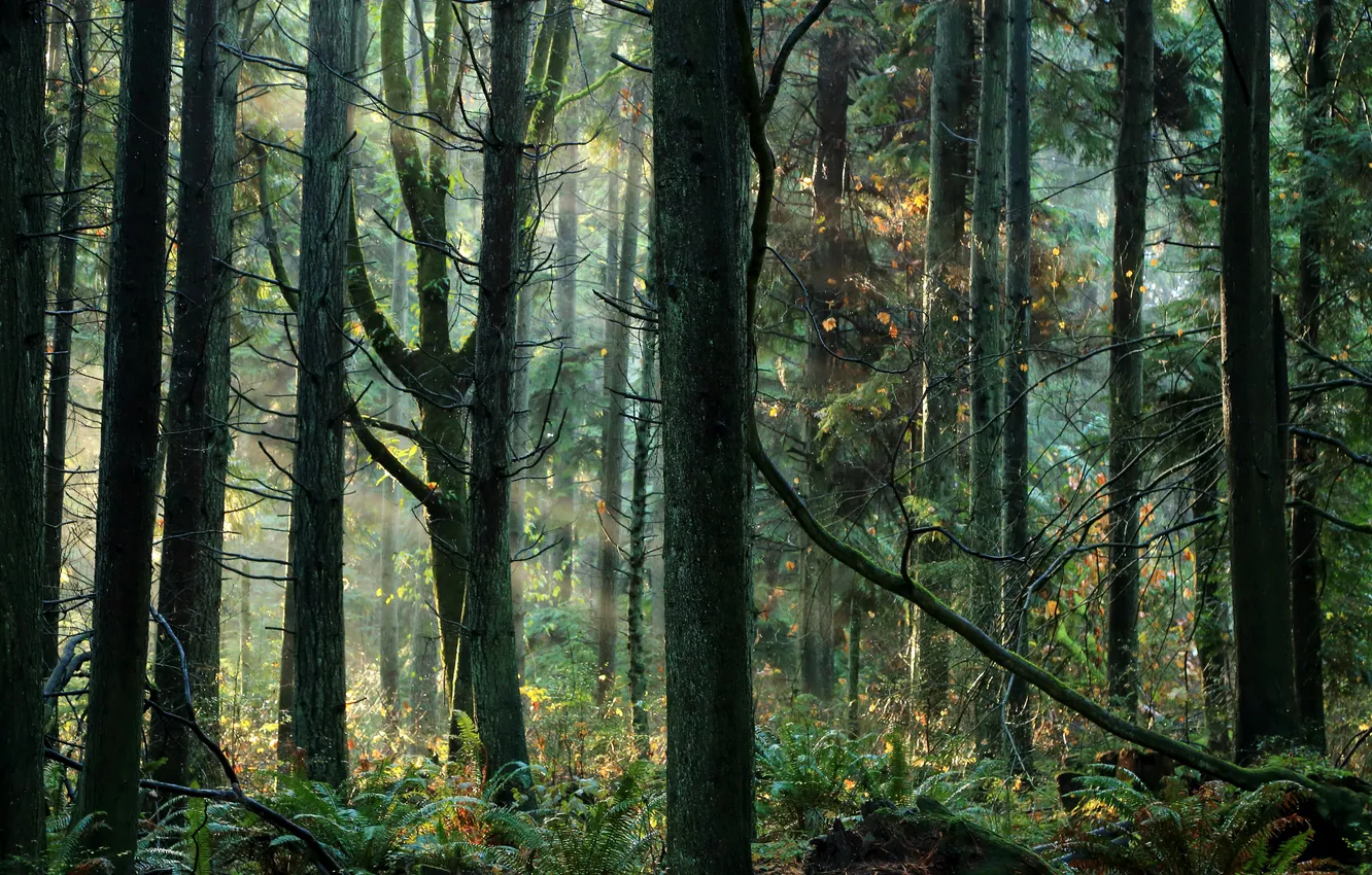 Photo wallpaper greens, forest, grass, trees, the rays of the sun