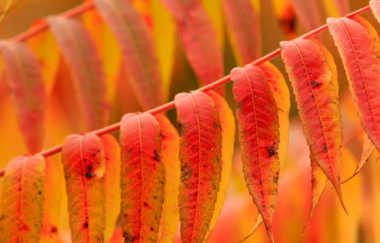 Photo wallpaper autumn, leaves, nature