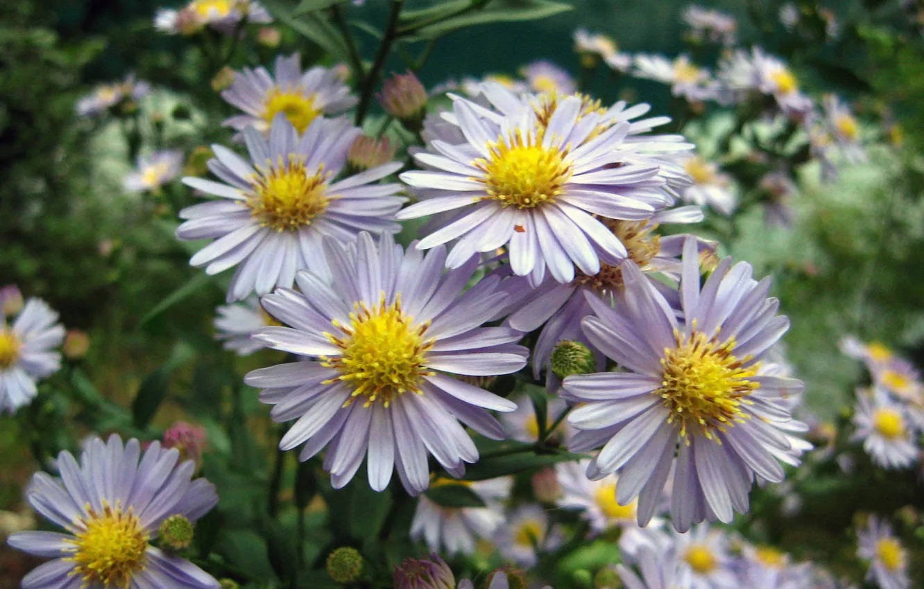 Photo wallpaper flowers, chamomile, field