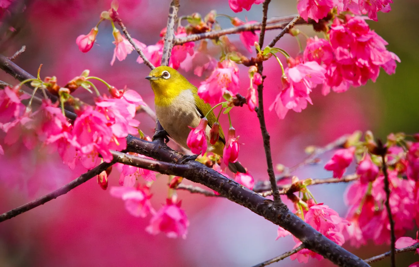 Photo wallpaper trees, flowers, bird, bird, flowers