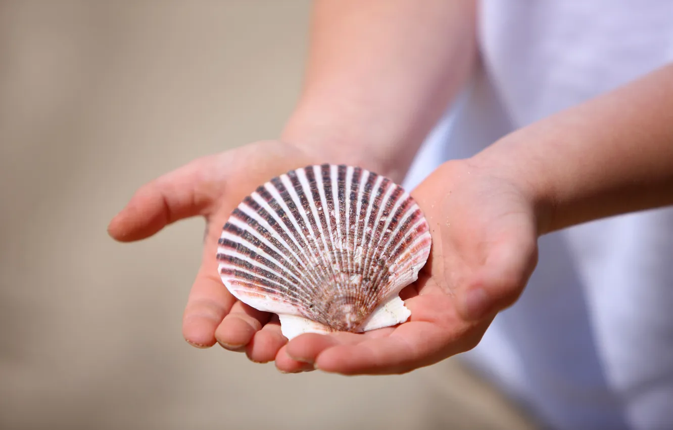 Photo wallpaper macro, hands, shell