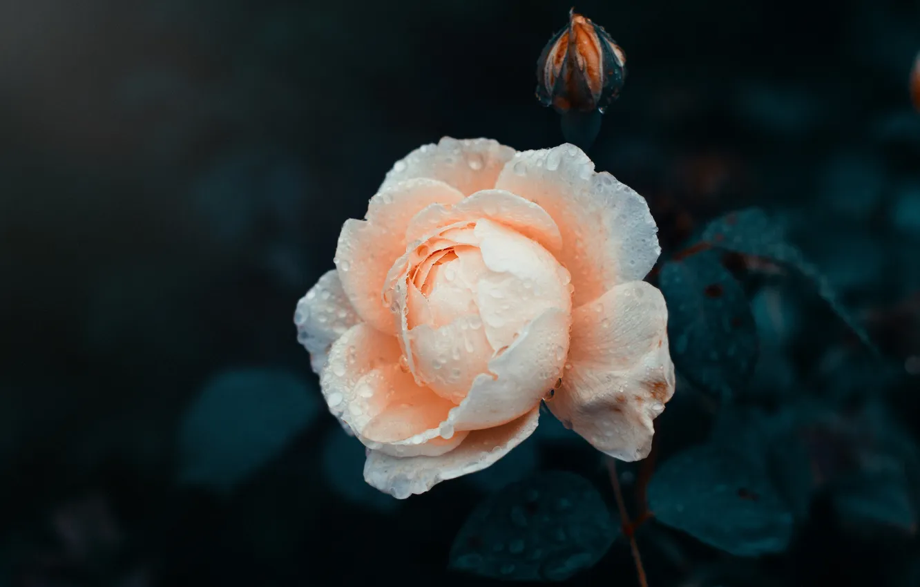Photo wallpaper flower, drops, rose, petals