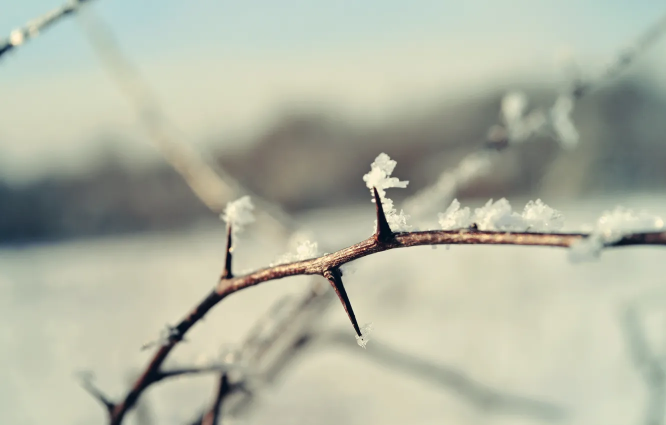 Photo wallpaper winter, snow, branch