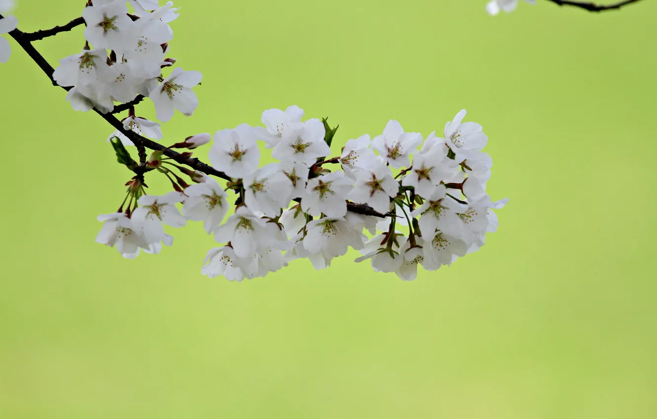 Photo wallpaper flowers, branches, cherry, background
