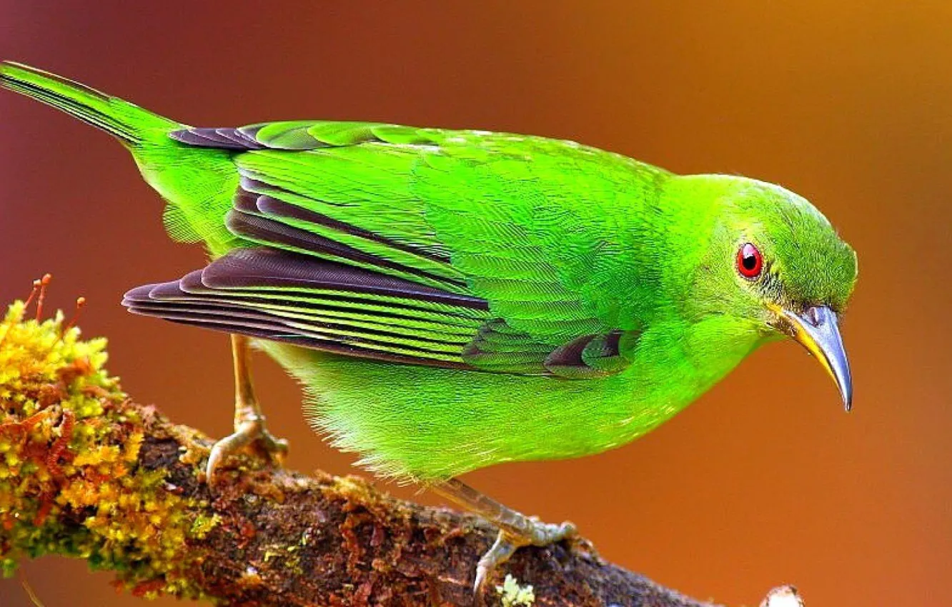 Photo wallpaper nature, bird, animal