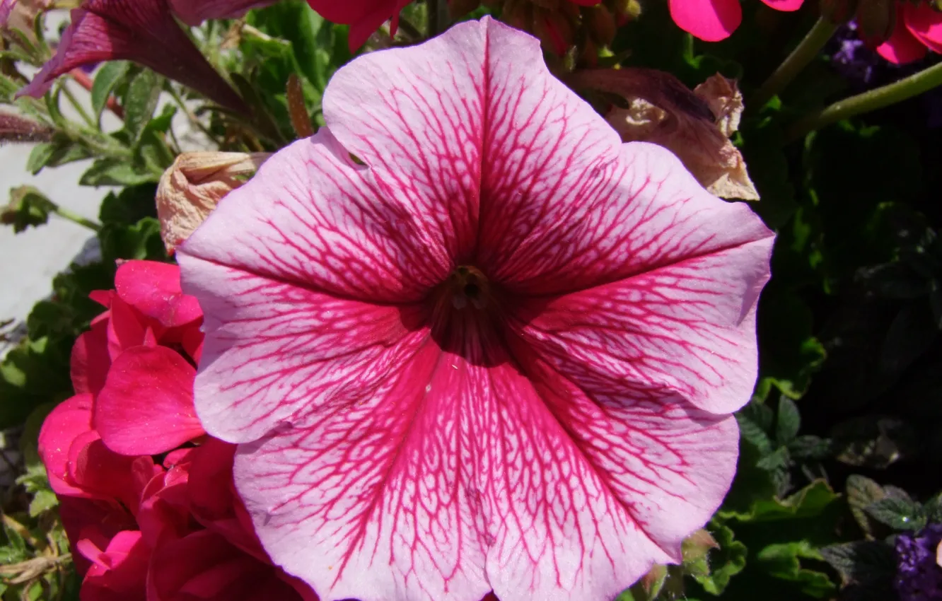 Photo wallpaper Germany, blume, Flower
