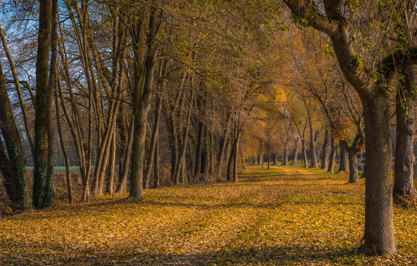 Photo wallpaper autumn, leaves, trees