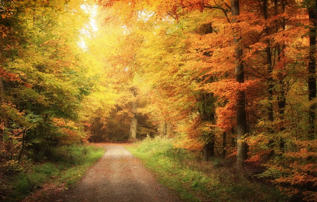 Photo wallpaper road, autumn, forest, nature
