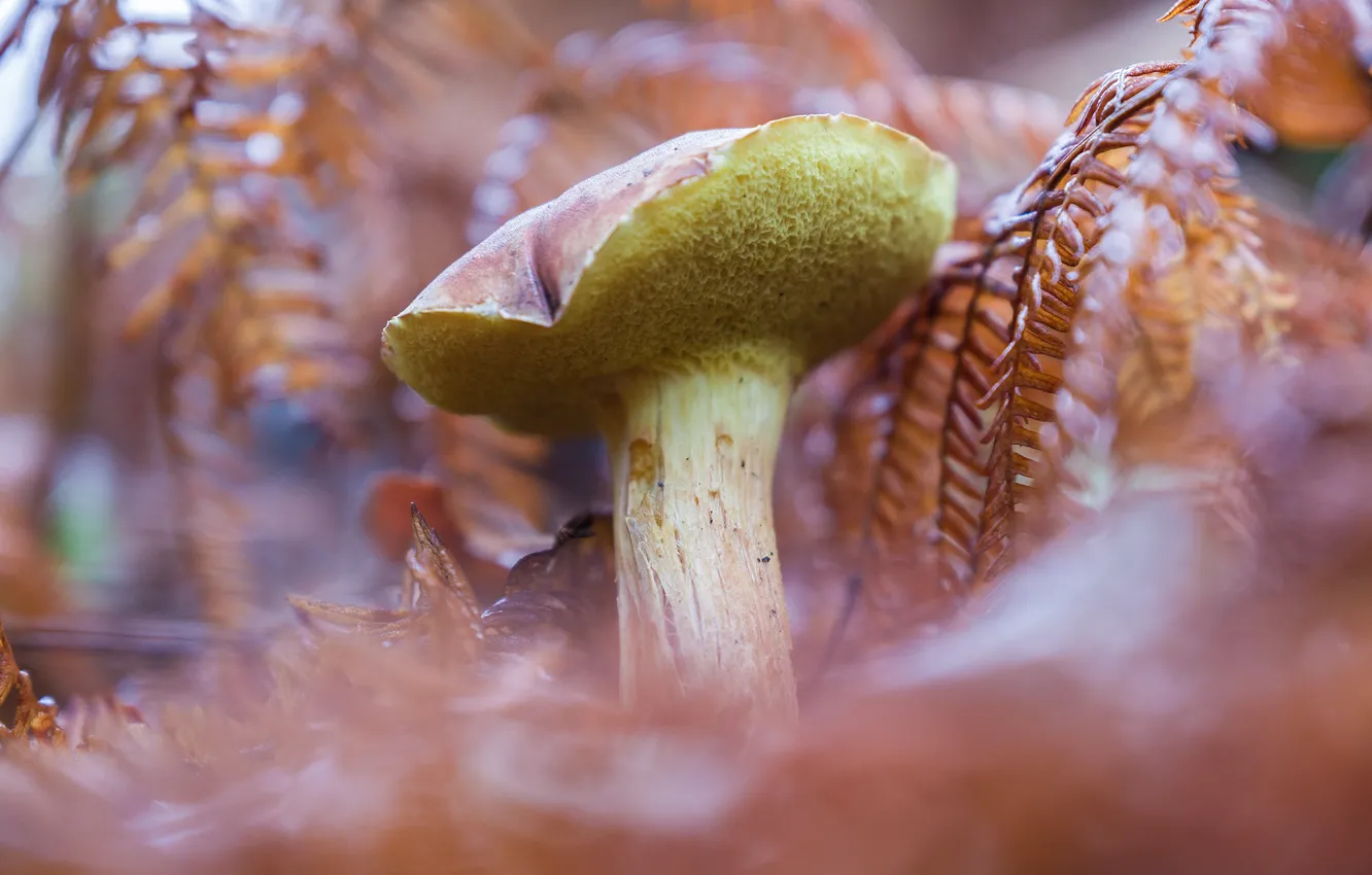 Photo wallpaper mushrooms, fern, bokeh, Greasers
