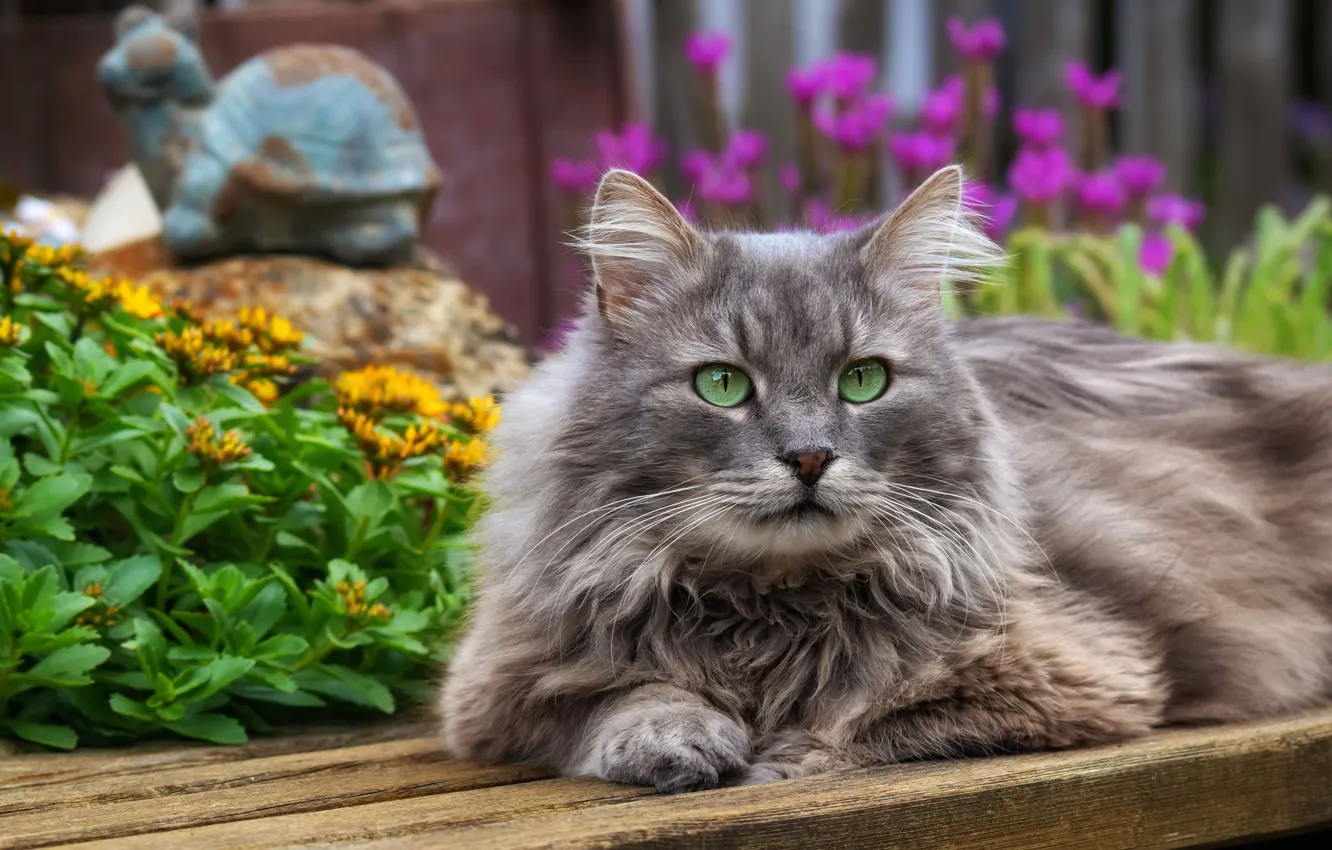 Photo wallpaper cat, summer, cat, look, face, flowers, grey, portrait