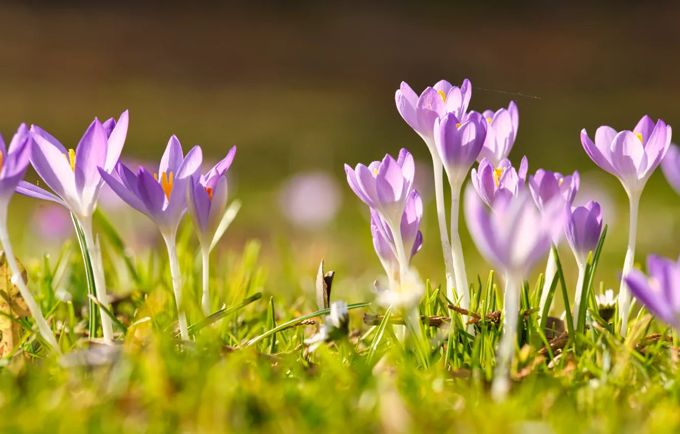 Photo wallpaper grass, light, glade, crocuses, a lot, lilac, bokeh