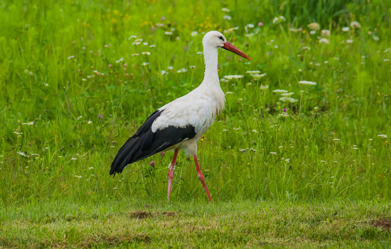 Photo wallpaper summer, nature, bird, stork, photohunt