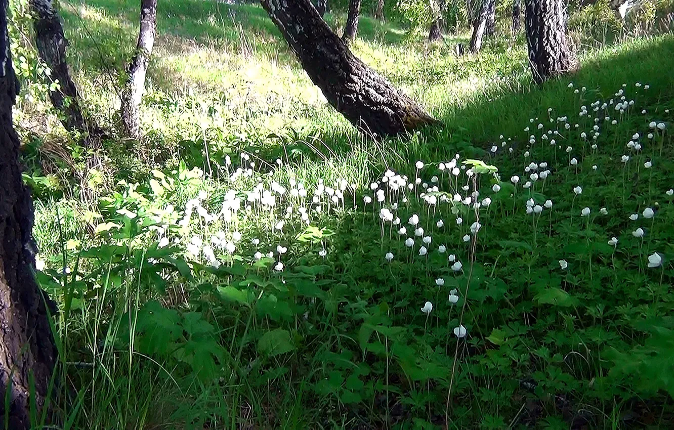 Photo wallpaper forest, summer, flowers, glade, Meadow