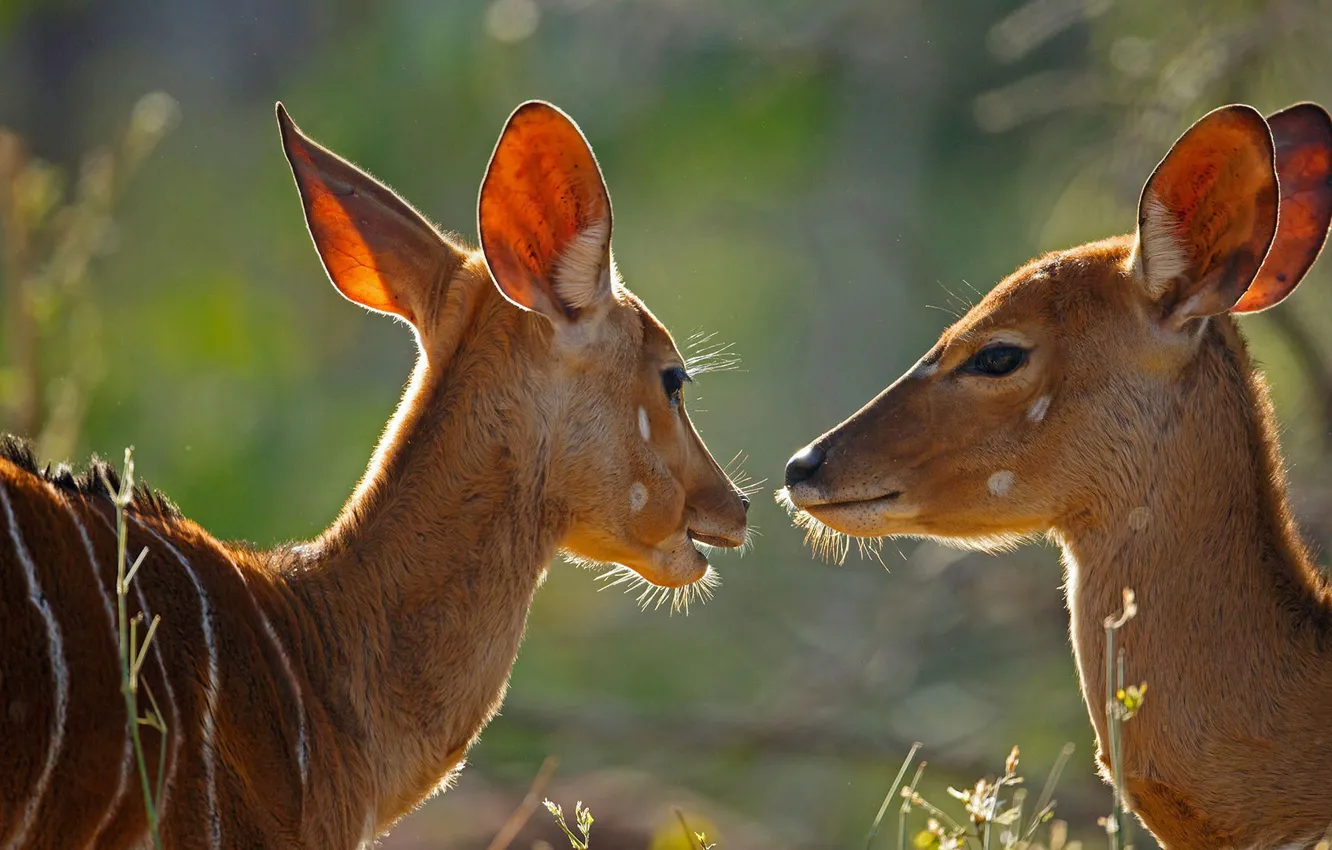 Photo wallpaper Africa, South Africa, female, antelope, Kruger National Park, Nyala