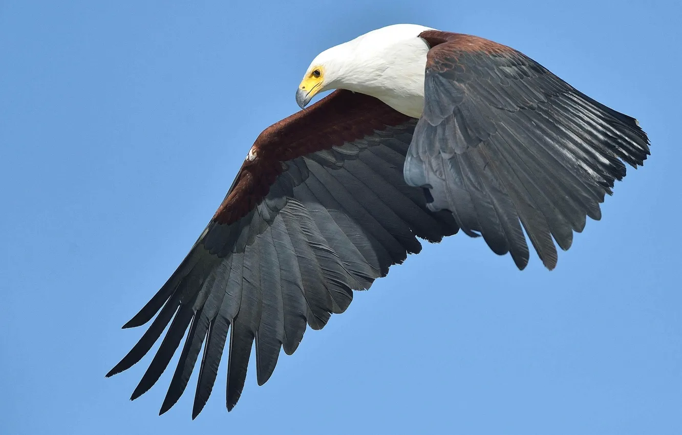 Photo wallpaper flight, eagle, wings