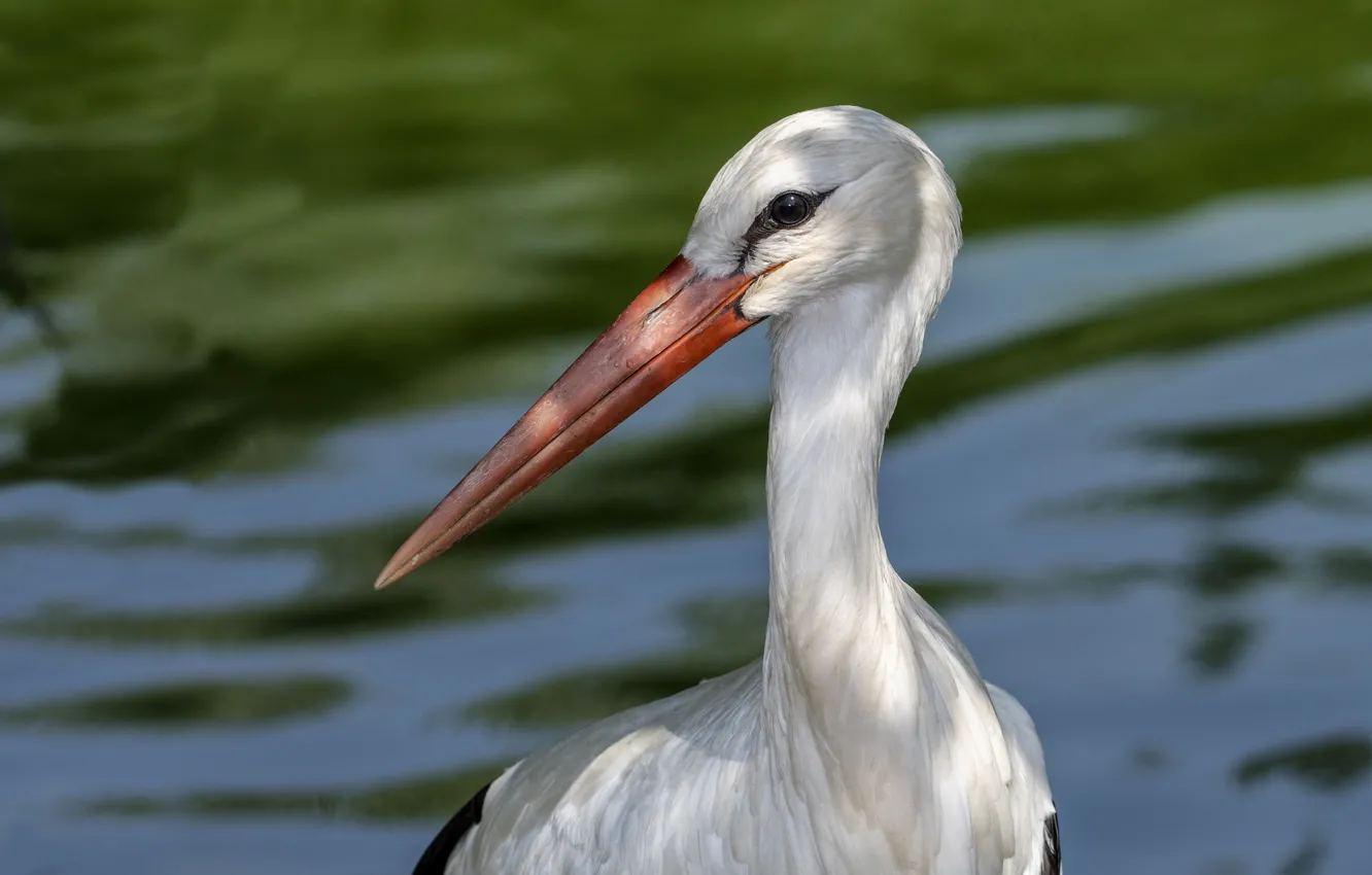 Photo wallpaper bird, beak, stork