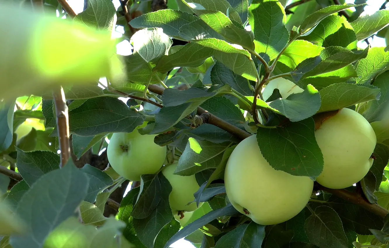 Photo wallpaper summer, branches, apples, garden
