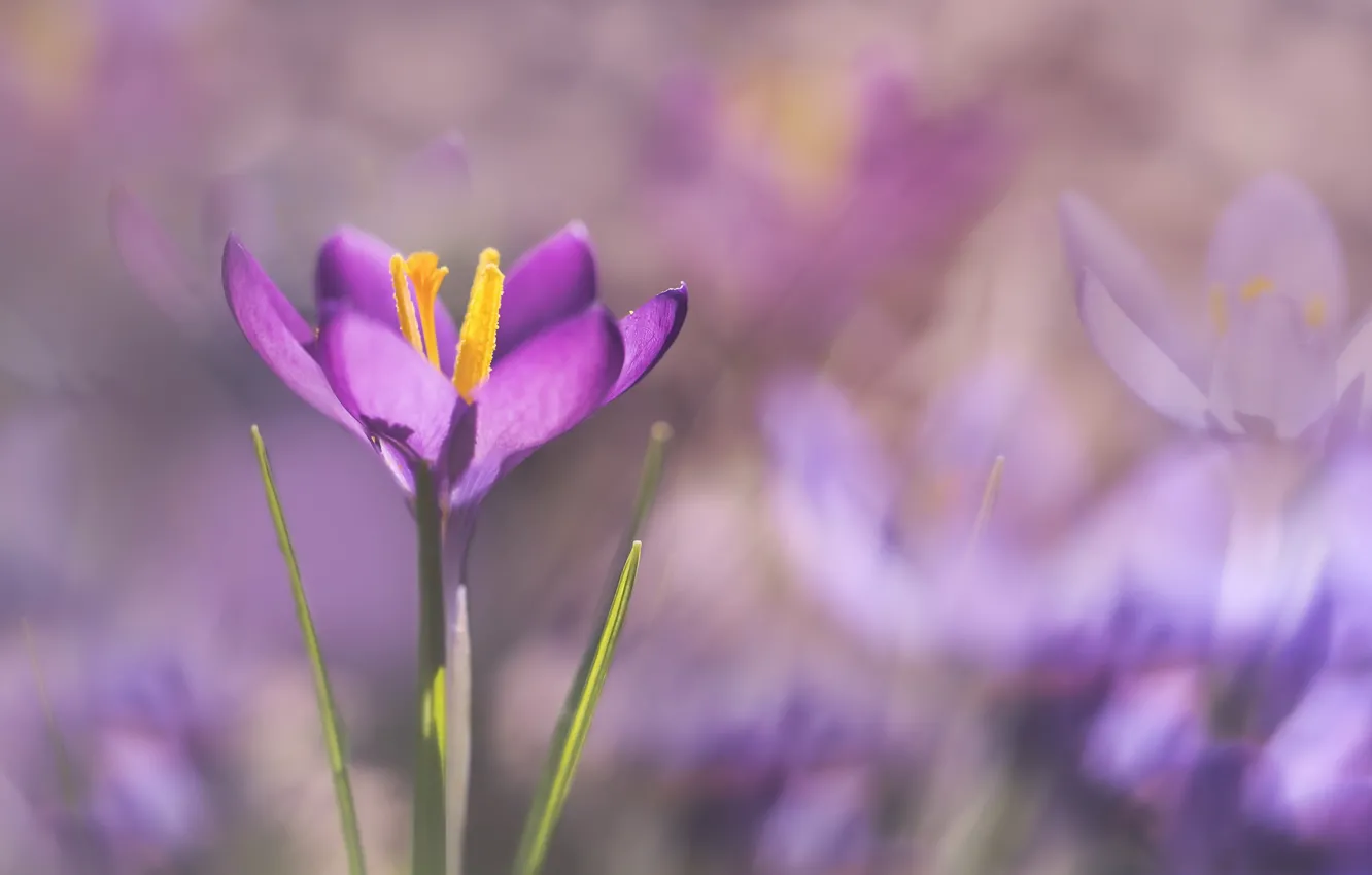 Photo wallpaper flowers, nature, background