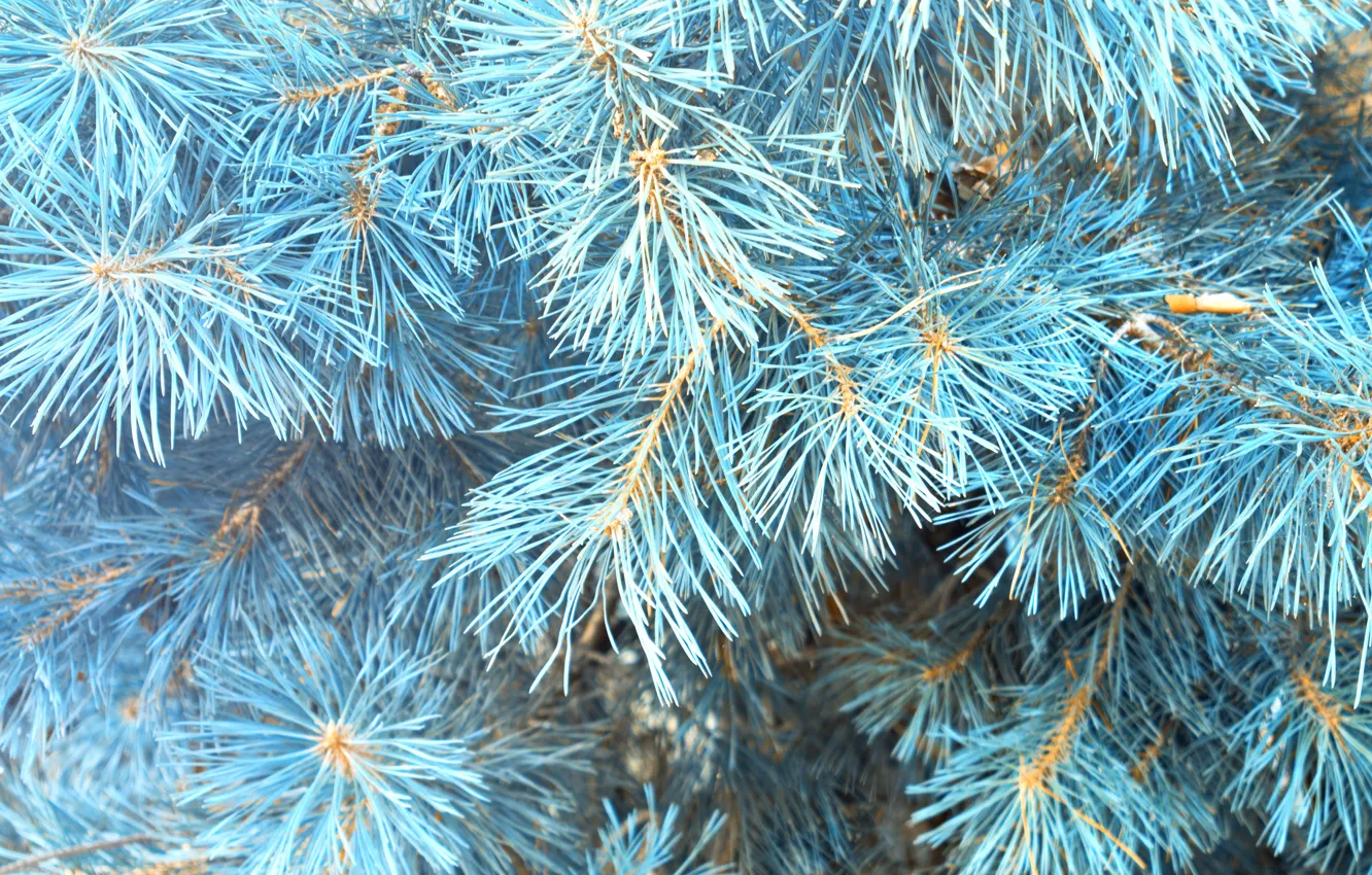 Photo wallpaper winter, tree, blue, winter, snow, fir tree, blue spruce, fir-tree branches