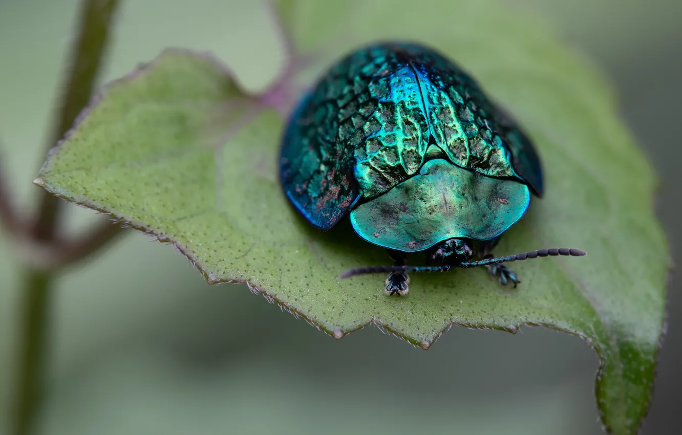 Photo wallpaper leaf, beetle, shell, brilliant