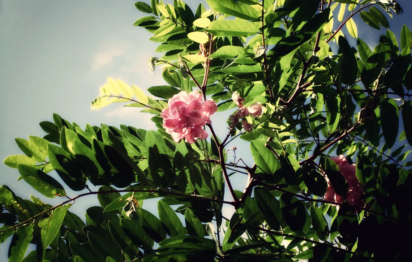 Photo wallpaper leaves, flowers, branches, pink, acacia