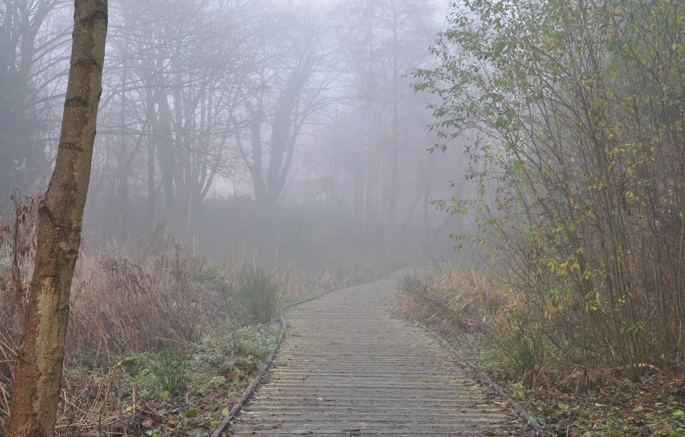 Photo wallpaper autumn, forest, fog, morning, track, forest, autumn, morning