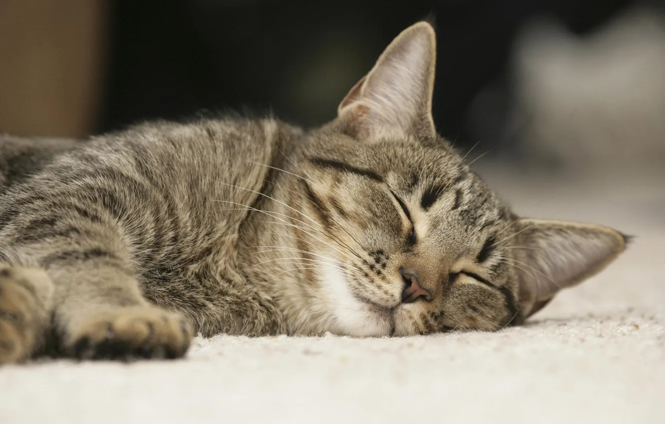 Photo wallpaper cat, cat, sleeping, kitty, cat