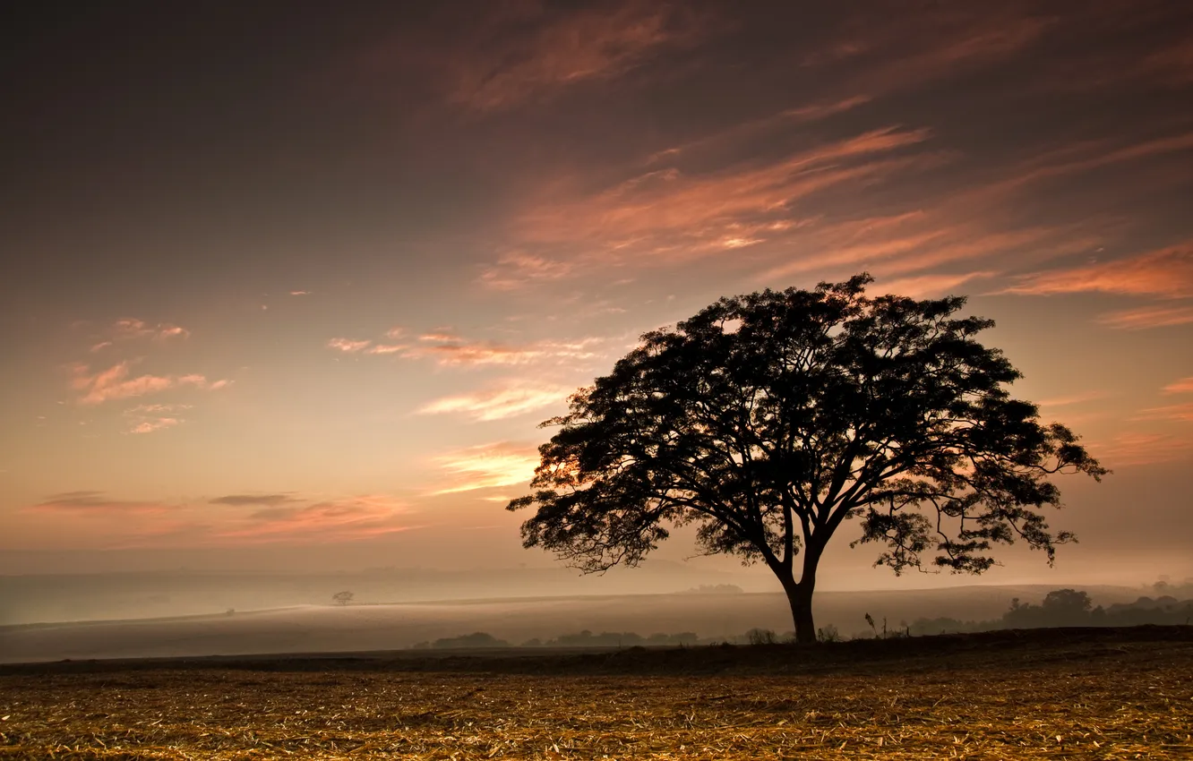 Photo wallpaper field, the sky, sunset, tree