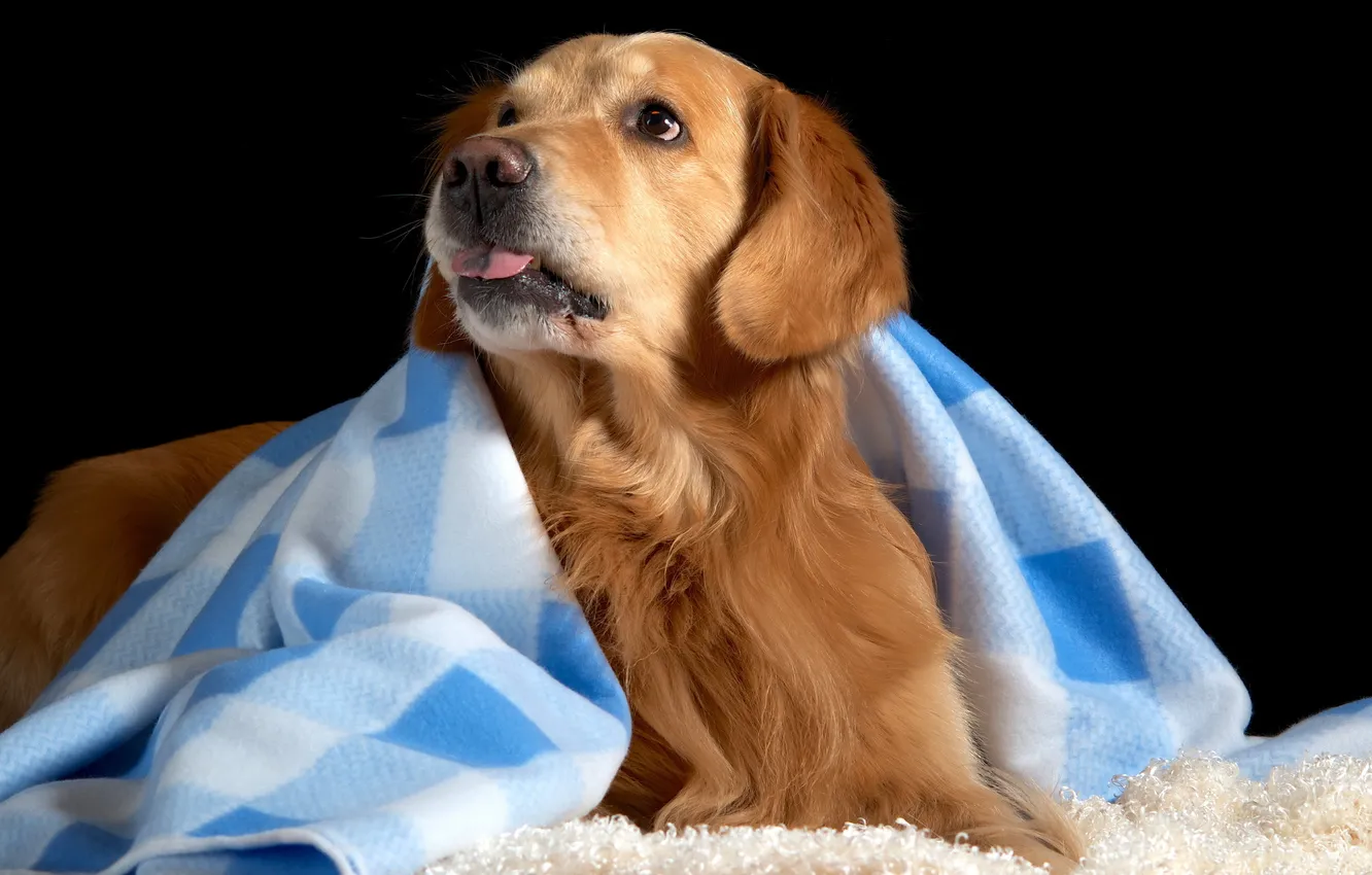 Photo wallpaper each, home, dog