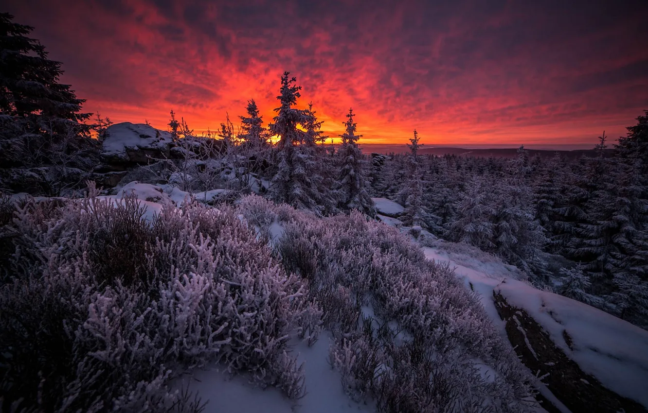 Photo wallpaper forest, clouds, trees, dawn, Bayem