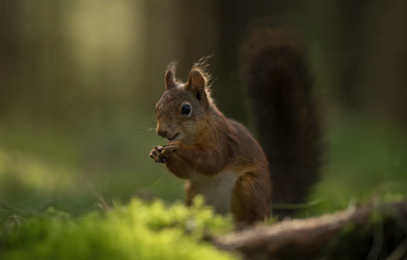 Photo wallpaper forest, protein, muzzle