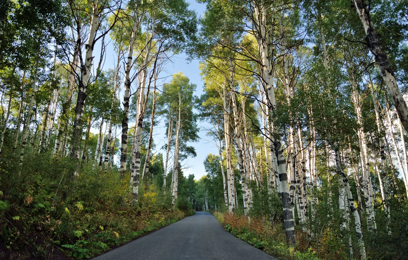 Photo wallpaper road, nature, birch