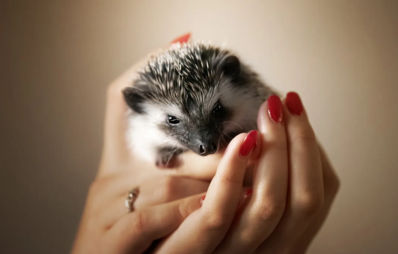 Photo wallpaper look, hands, ring, hedgehog, fingers, face, mistress, blur