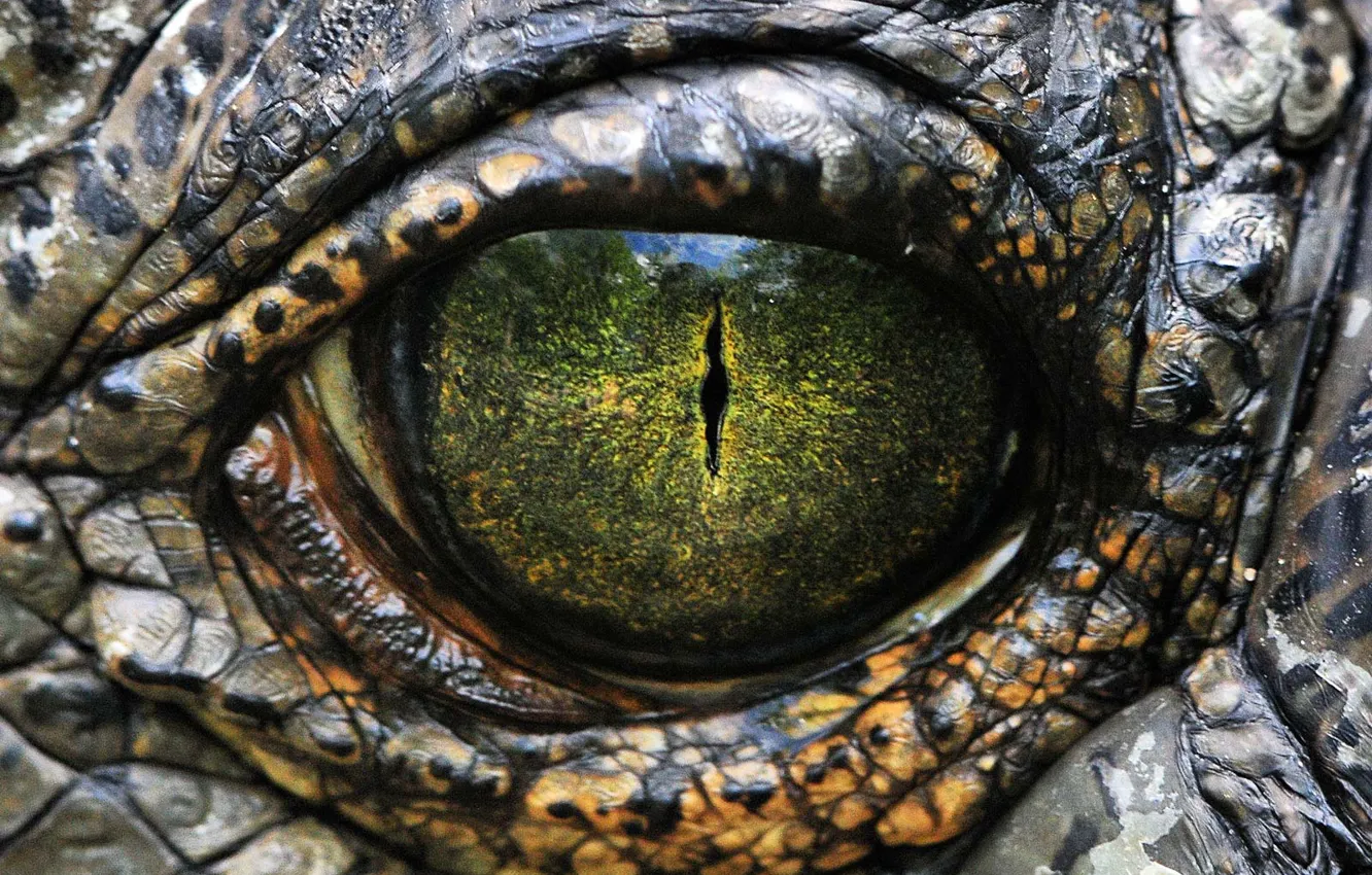 Photo wallpaper Eyes, Scales, Reptile