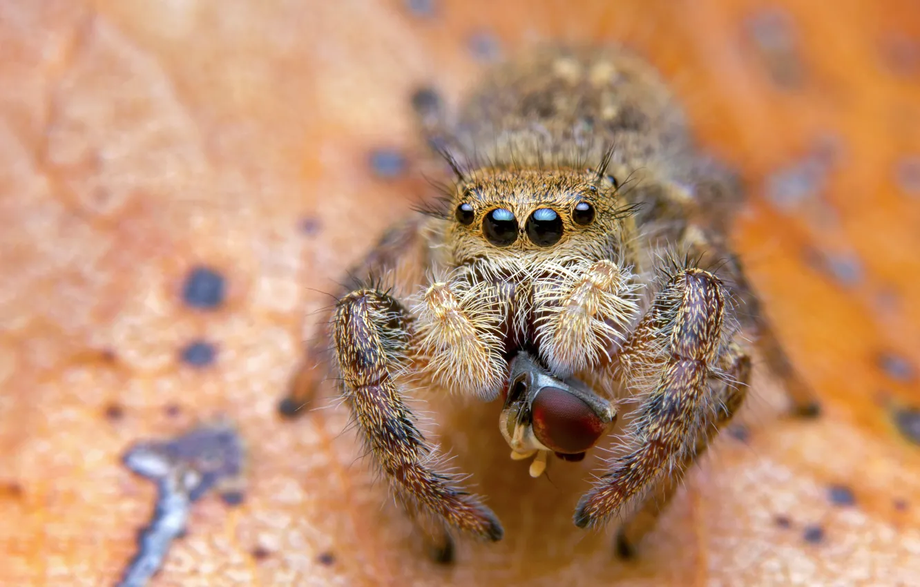 Photo wallpaper eyes, macro, orange, background, the victim, leaf, spider, predator