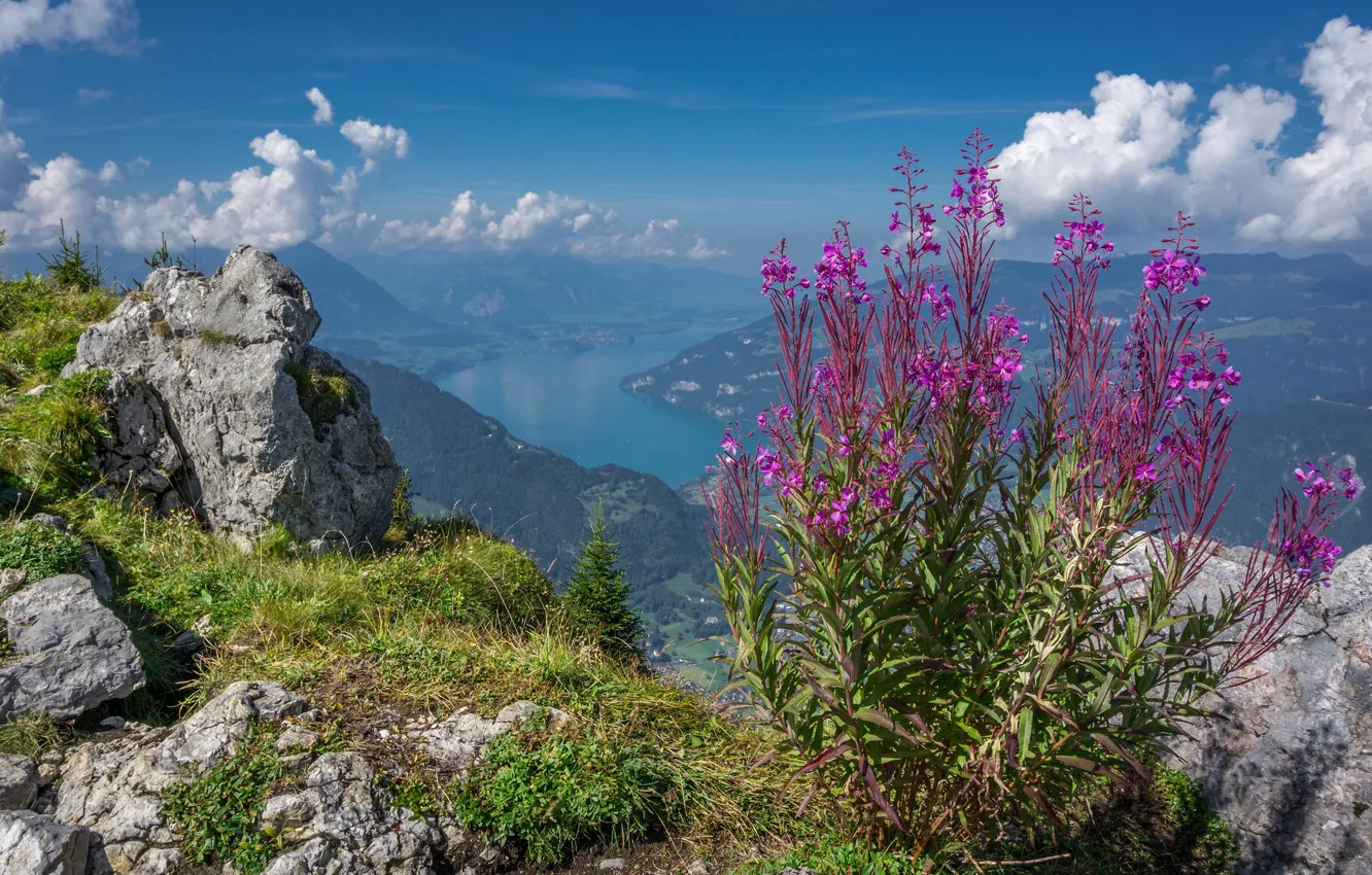 Photo wallpaper flowers, mountains, lake, spring