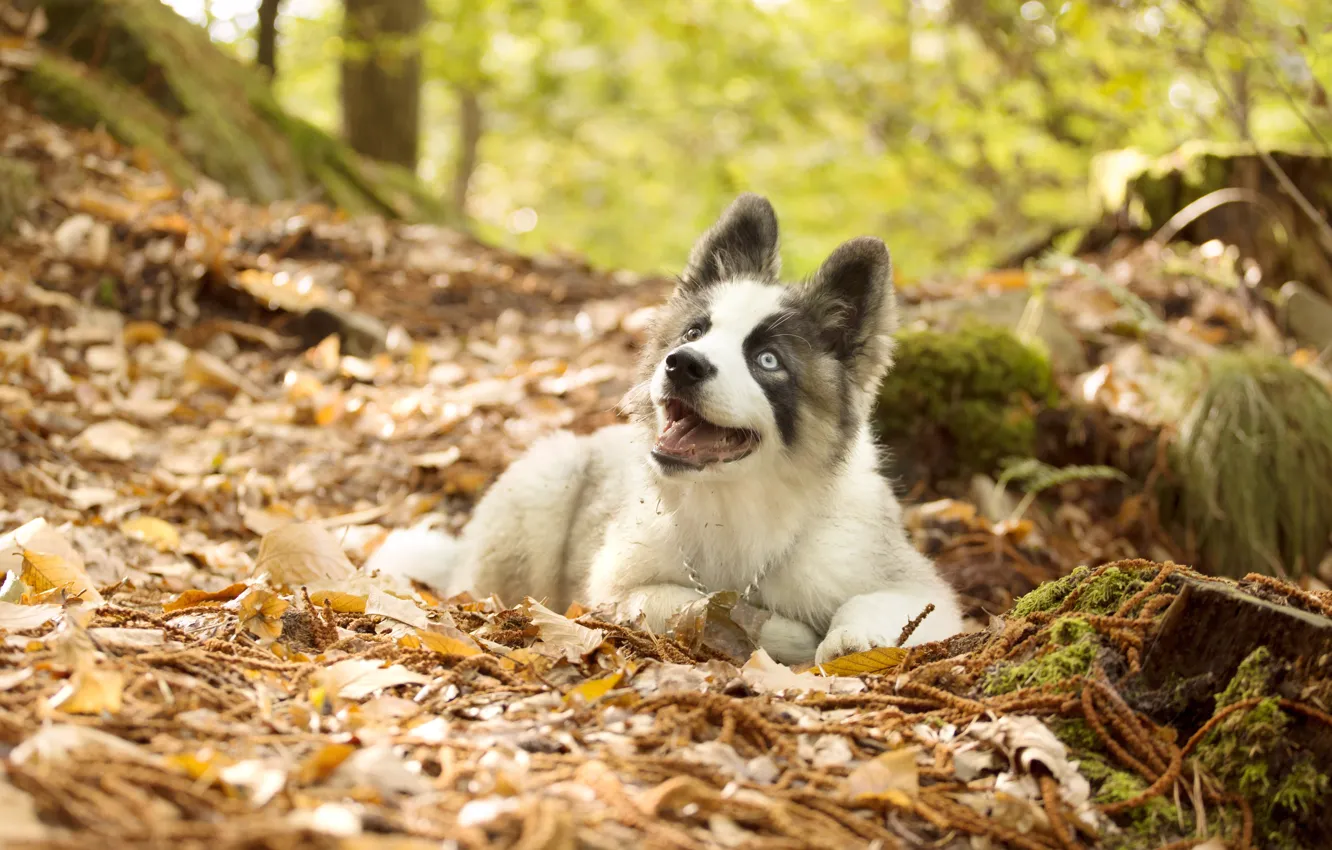 Photo wallpaper autumn, leaves, dog, puppy, The Yakutian Laika
