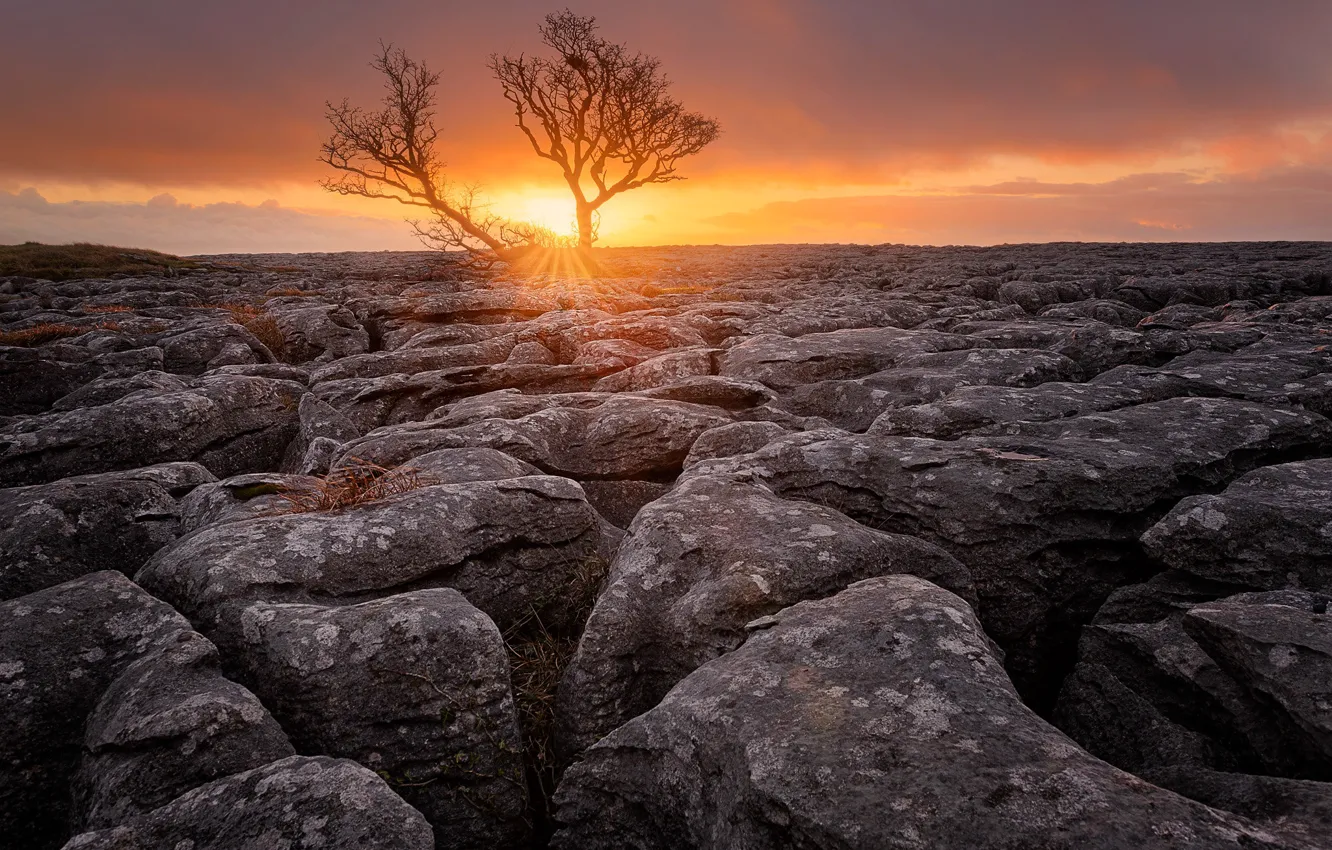 Photo wallpaper field, the sky, the sun, clouds, rays, trees, sunset, branches