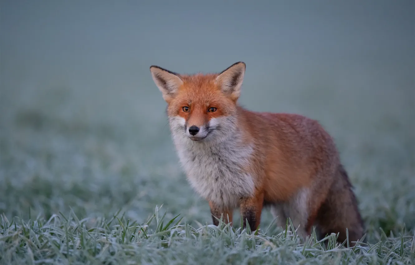 Photo wallpaper grass, look, background, Fox, red