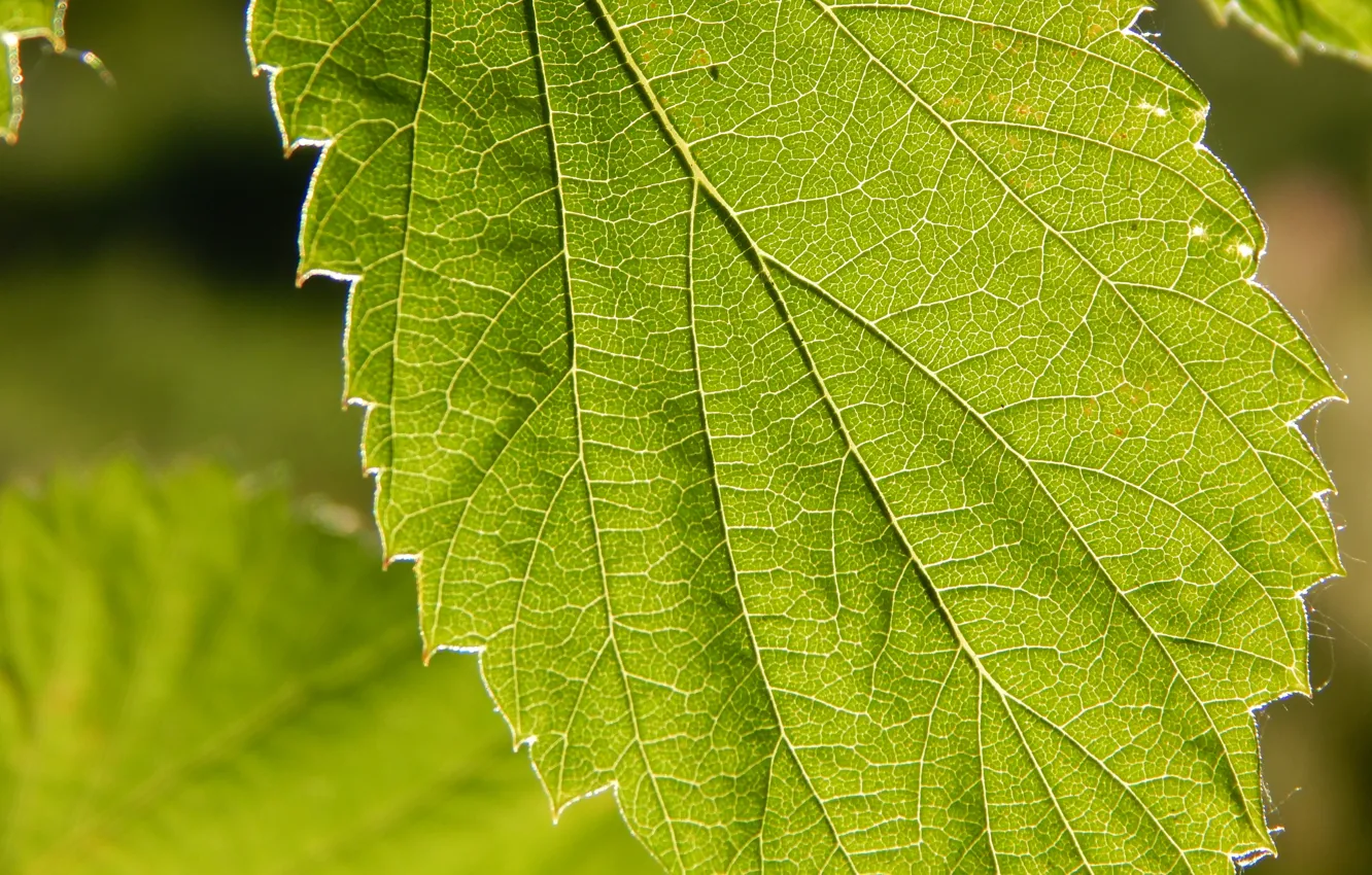 Photo wallpaper summer, mood, greens, plant, leaves