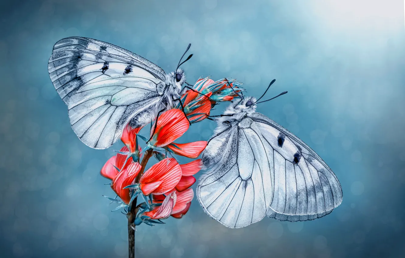 Photo wallpaper macro, flowers, background, butterfly, insect, a couple, Duo