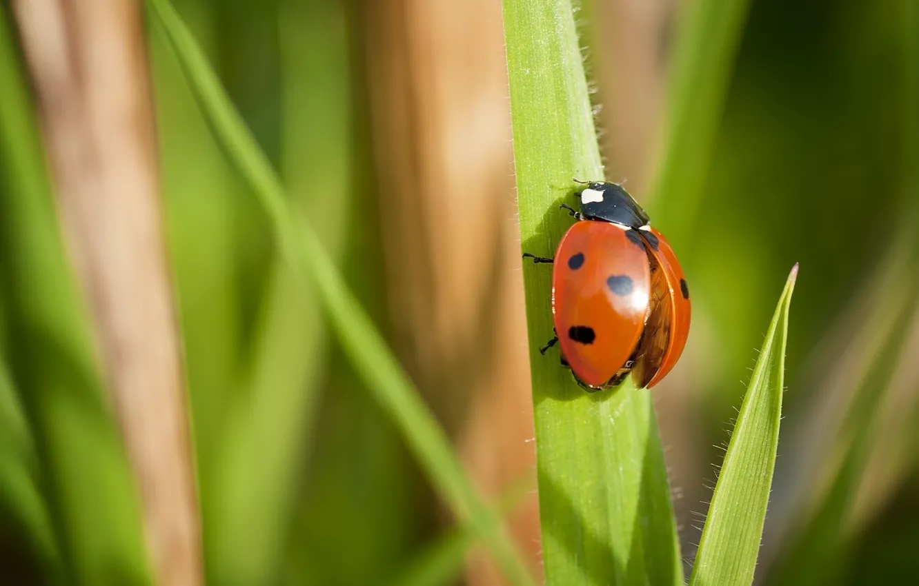 Photo wallpaper grass, macro, ladybug, insect, Wallpaper from lolita777
