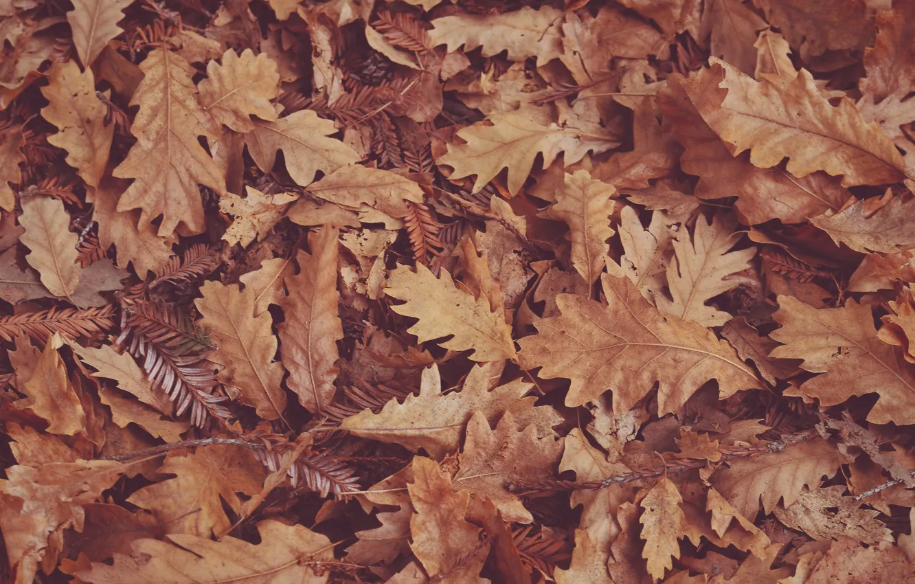 Photo wallpaper autumn, dry leaves, oak leaves
