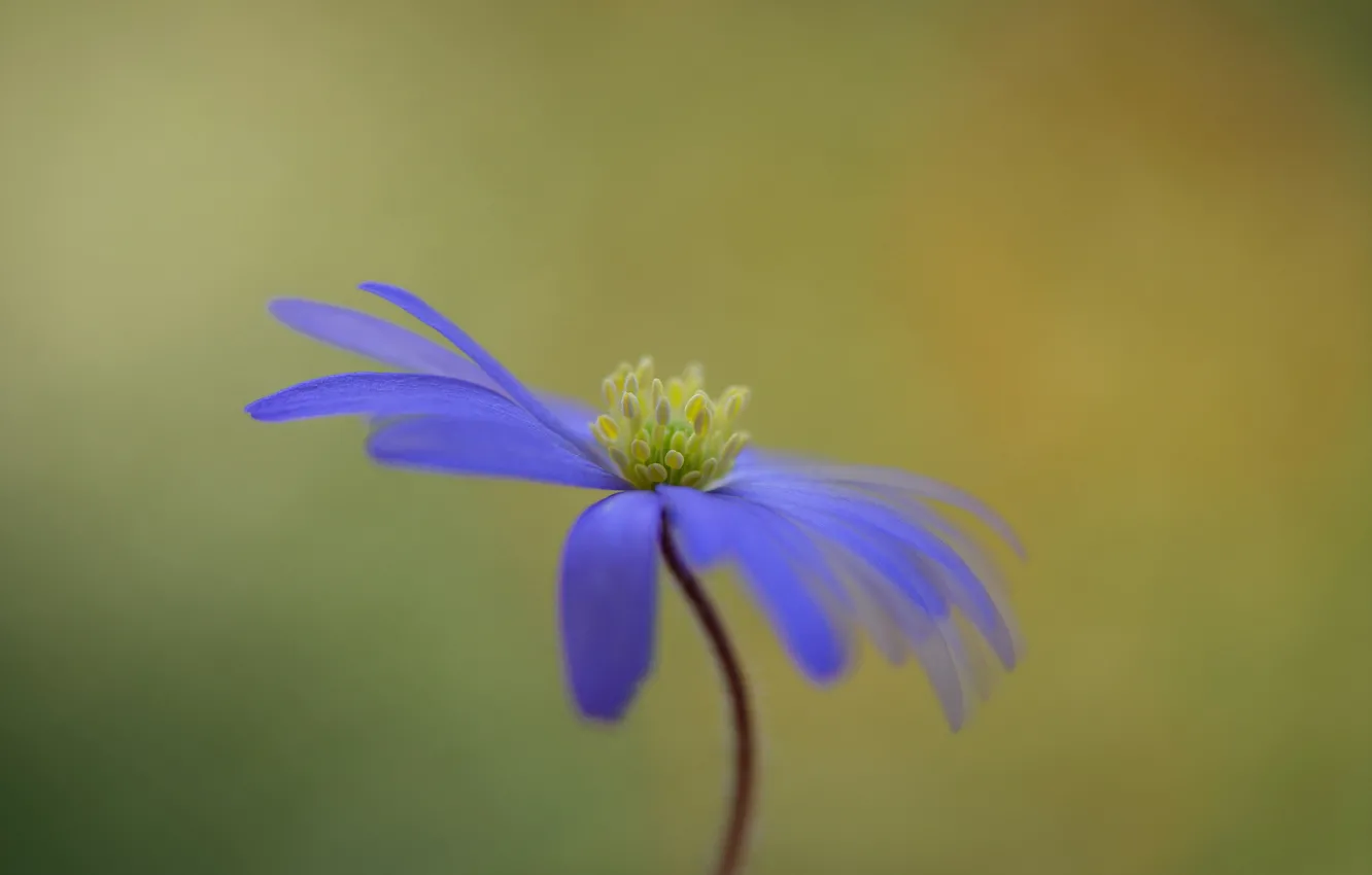 Photo wallpaper nature, petals, stem, anemone tender